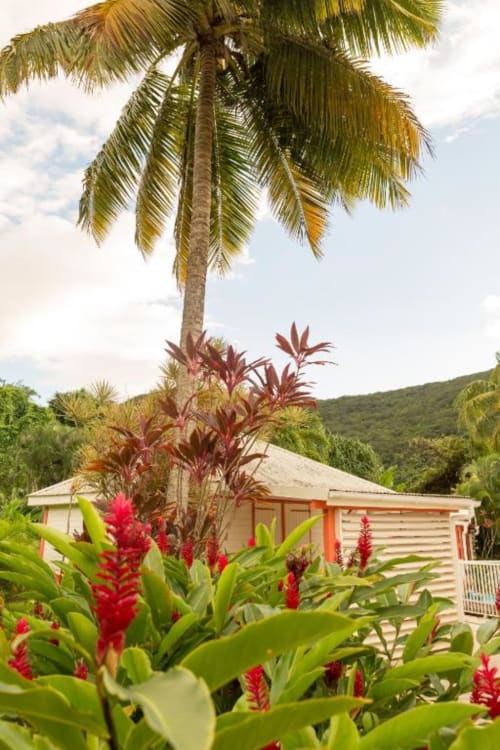 Le jardin tropical fleuri des jardins de Pointe Noire : cocotiers et fleurs d'Alpinia