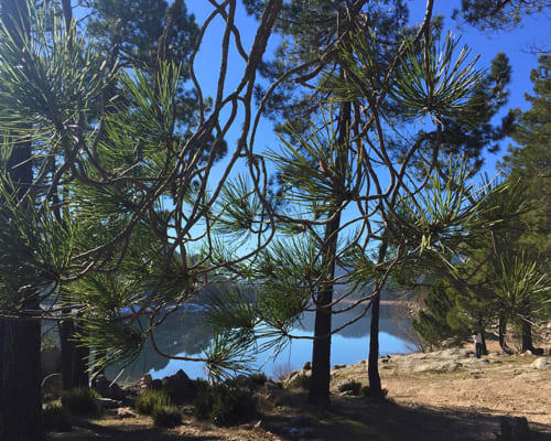 Pine trees frame a serene lakeside view near Sweet Holiday in Porto-Vecchio, Corsica