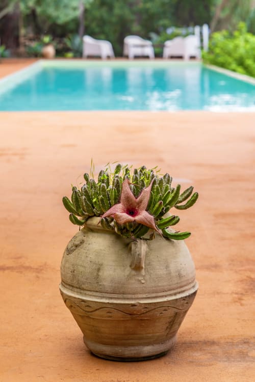 Succulent plant with pink flower in ceramic pot on terracotta patio at Case Zucco, Terrasini, with pool and loungers blurred