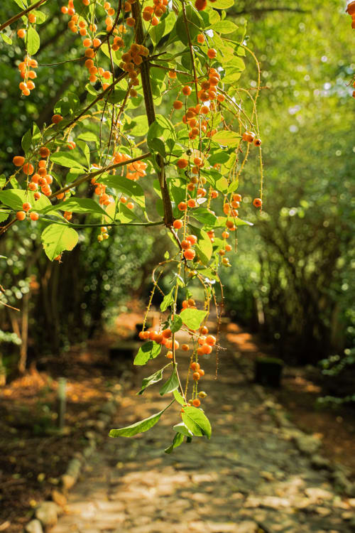 Hanging orange berries with green leaves at Case Zucco B&B in Terrasini, Sicily garden