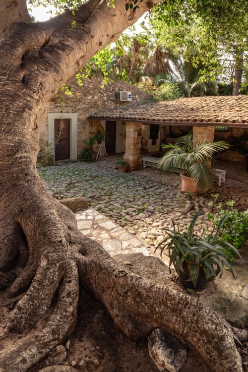 Ancient tree roots frame courtyard at Case Zucco B&B in Terrasini with stone building and potted plants