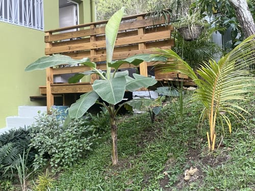 Vue luxuriante du jardin de L'Isménia avec bananiers et végétation tropicale, Le Gosier, Guadeloupe