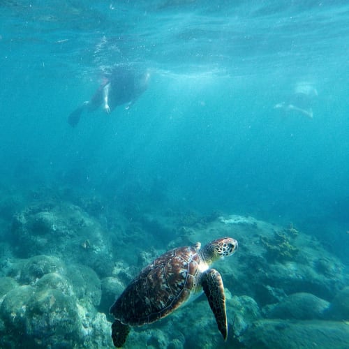 Fonds sous marins magnifiques de la réserve Cousteau à la plage de Malendure, à 5mn de la résidence proche de la nature : Les Jardins de l'espérance à Bouillante en Guadeloupe, 2 étoiles