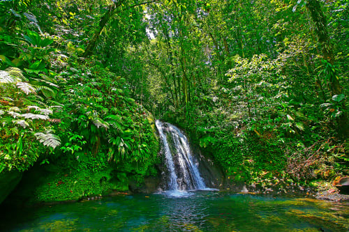 Le saut d'acomat, à Pointe Noire, soit à 15 mn de la résidence de vacances Les Jardins de l'espérance à Bouillante en Guadeloupe, pour un séjour zen 