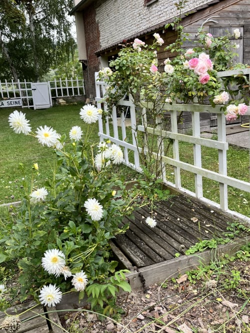 Charming garden at Clairseine B&B with white daisies, pink roses, and white picket fence in Tournedos-sur-Seine