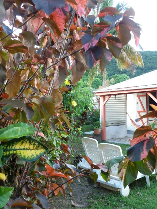 Le jardin tropical des jardins de Pointe Noire, votre location de vacances proche de la nature en Guadeloupe