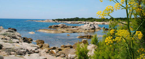 Plage rocheuse de Vista D'oro à Monacia d'Aullène avec eaux turquoise de la Méditerranée et fleurs sauvages jaunes