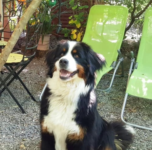 dogs friendly, chiens acceptés