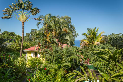 Magnifique vue depuis le gîte RoseCorail avec la piscine en contrebas et la mer des Caraïbes, et les très nombreux palmiers du parc paysager