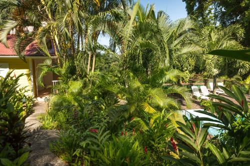 Beaucoup de fleurs dans le jardin de la résidence les jardins de l'espérance à Bouillante en Guadeloupe, pour le bonheur des visiteurs