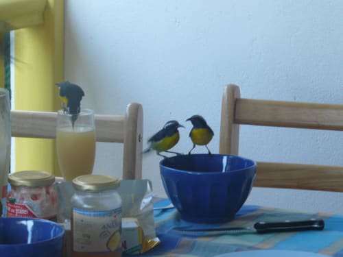 Les oiseaux sucriers s'invitent au petit déjeuner dans le gîte BleuRoi aux jardins de l'espérance à Bouillante en Guadeloupe. Des mangeoires à oiseaux sont disposés sur toutes les terrasses des gîtes pour les attirer grâce à du sucre ou des miettes de pain