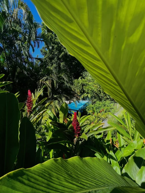 jolie vue artistique des fleurs d'Alpinia du parc paysager des jardins de l'espérance avec la piscine sécurisée au milieu, c'est à Bouillante en Guadeloupe