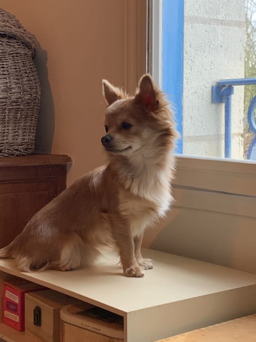Petit chien tan et blanc assis sur le bureau près de la fenêtre à La Chabanaise B&B, Marais Poitevin