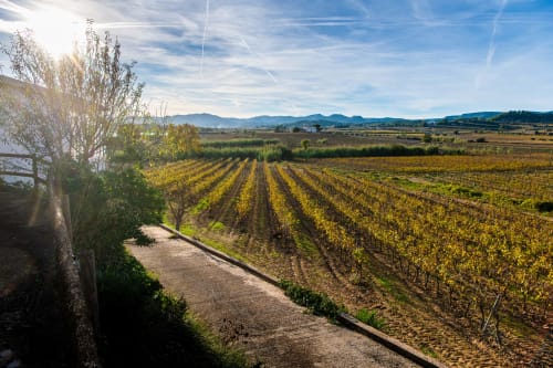 Hileras de viñedos con follaje otoñal cerca de Masia Rural Ca l'Eloi Janet, paisaje rural de Barcelona con montañas