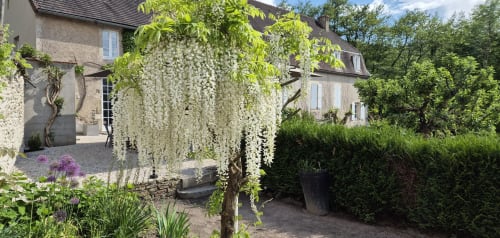 Stenen landhuis met witte bloesemboom en onderhouden tuinen in Moulin Renaudiots, Autun Frankrijk