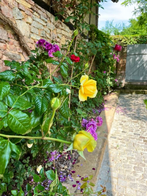 Allée des roses