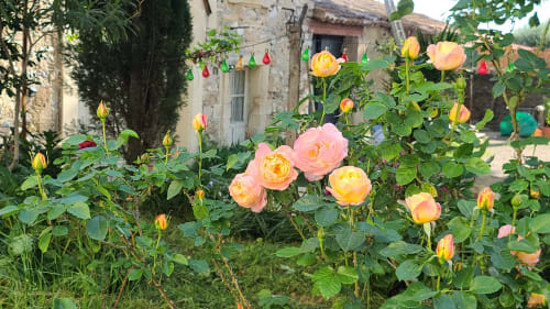 Roses jaunes et roses en fleurs dans le jardin du Le N°9 à Argeliers, France