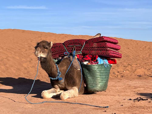 Dromadaire chargé avant de partir pour la journée trek dans le désert Maroc de Patrick et Nathalie gérant riad Eucalyptus Essaouira
