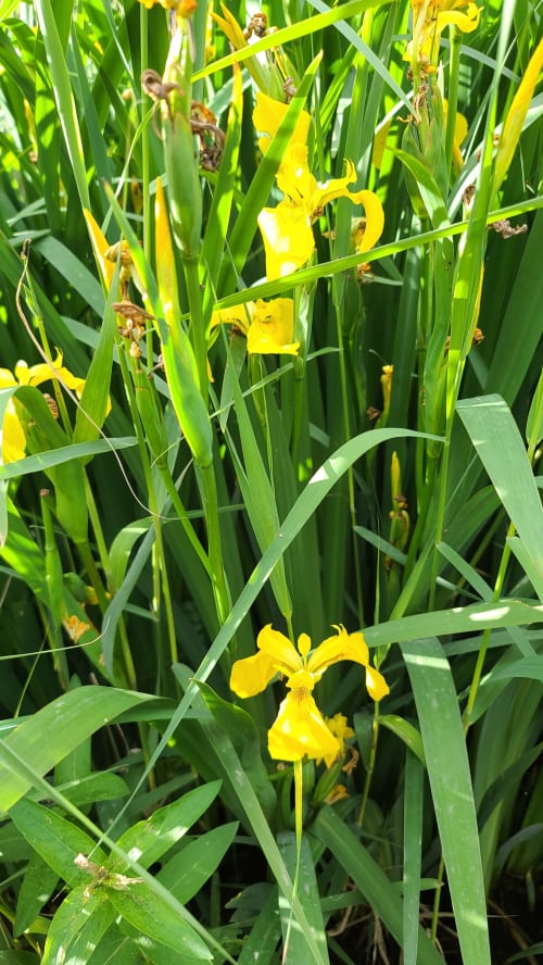 Iris jaunes en fleur le long du canal du midi Le N°9 à Argeliers, en France