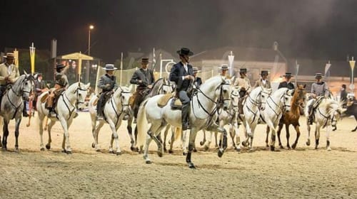 Grupo de cavaleiros em cavalos brancos durante evento equestre em Golegã, Portugal