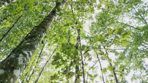 Cadre naturel de la Villa Pré d'Oro - vue sur la canópee des arbres environnants