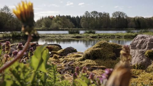 Paysage naturel aux alentours de la Villa Pré d'Oro - étang et flore locale en Haute-Saône