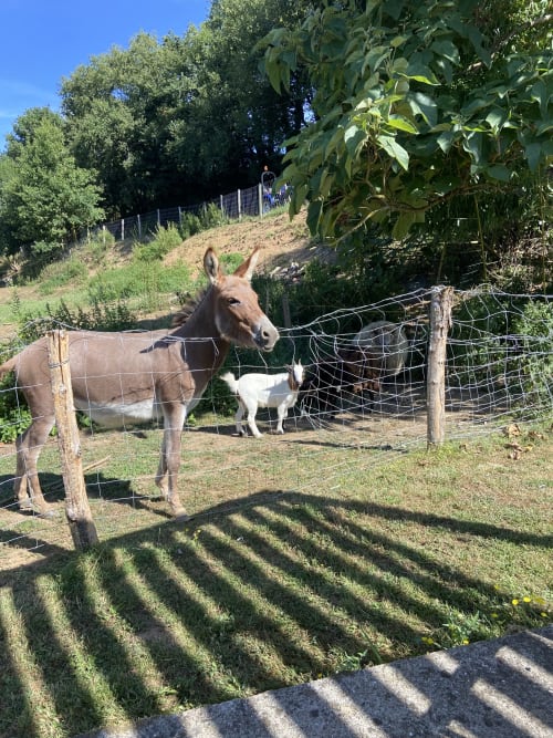 Notre ânesse Mirabelle et notre chèvre naine Zoé