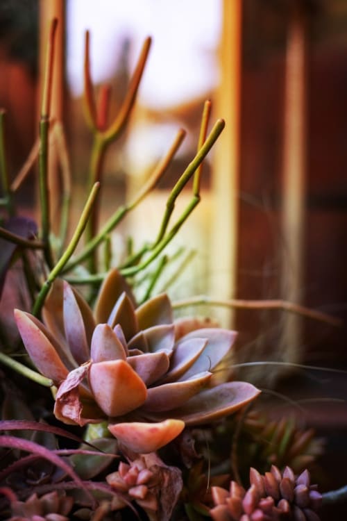 Fleurs de plantes grasses en fleur au gîte Alombre à Lectoure, France