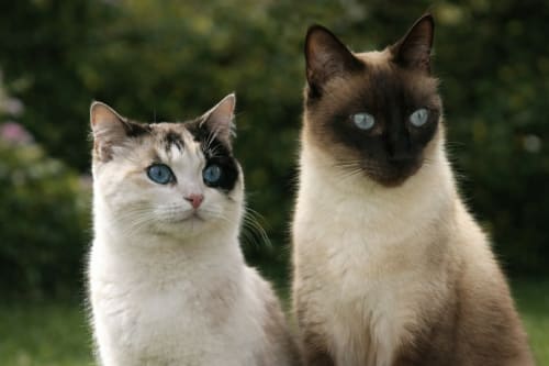 Two blue-eyed Siamese cats in garden at Le Pavillon M, Grignan