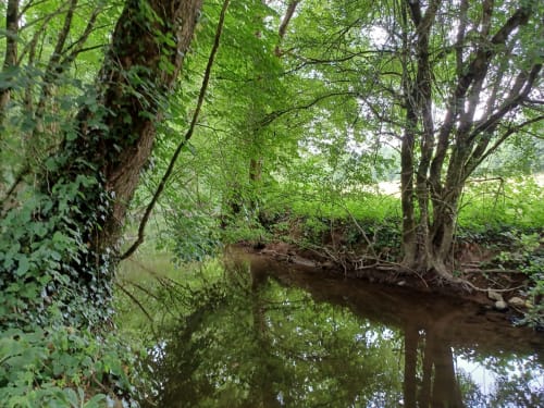 Rive du Grand Lay en bas du parc du Prieuré