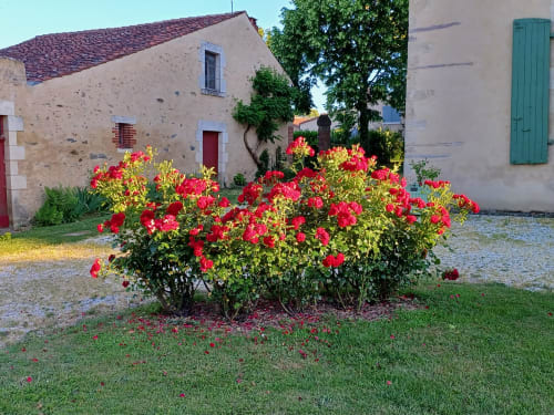 Magnifique massif de roses devant la maison