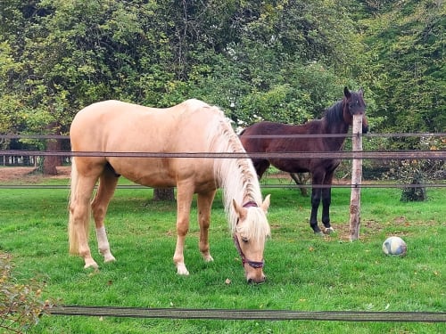 sport balade nature foret parc