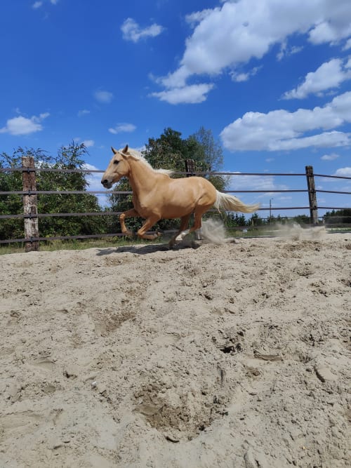 pature pré chevaux cheval halte pension