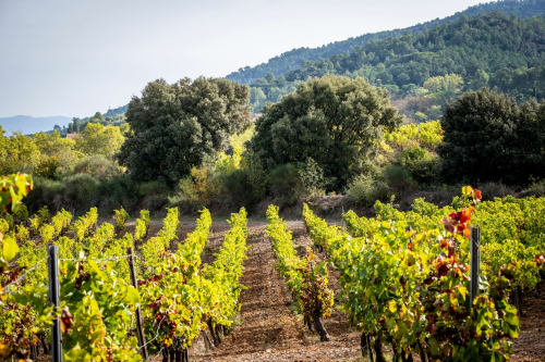Filas de viñas en el hotel Masia Can Canyes con colinas boscosas al fondo en Sant Llorenç d'Hortóns, España