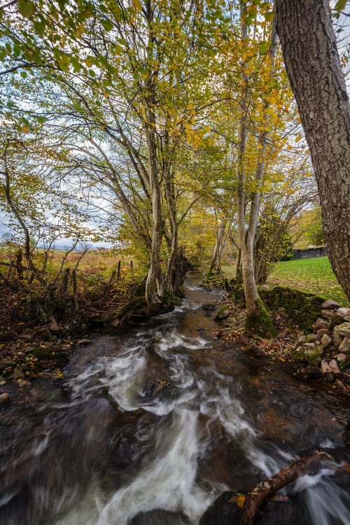 Rushing stream flows through autumn woodland with tall trees at Moulin Renaudiots, Autun, France