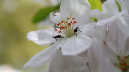 Black insects on delicate white flowers with red stamens at Quinta da Alcaidaria-Mór, Ourém
