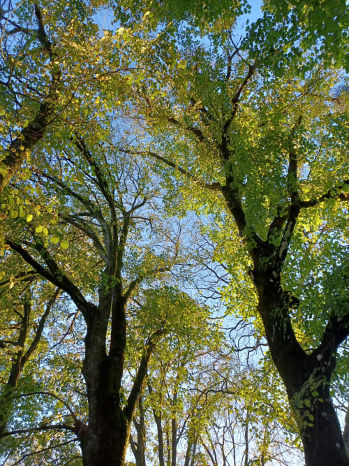 Les arbres majestueux du Prieuré