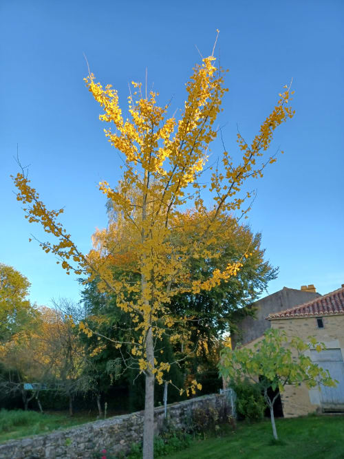 Le Ginko Biloba à l'automne