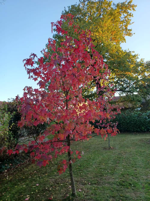 Le liquidambar à l'automne