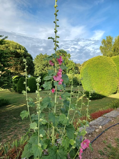 Roses trémières devant la maison