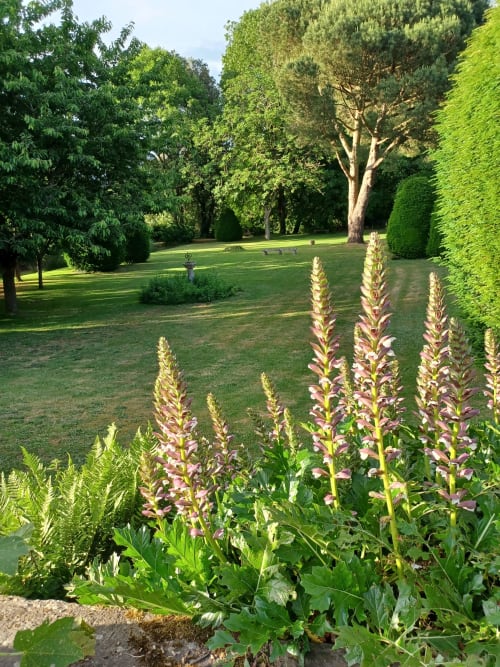 Acanthes devant la maison