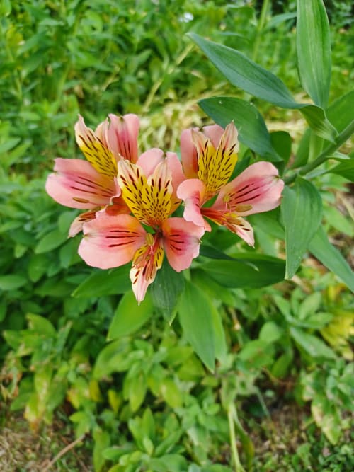 Astromerias