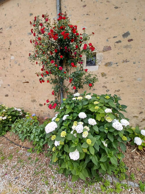 Hortensias et rosier grimpant
