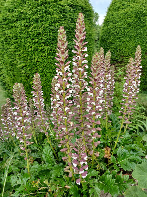 Acanthes