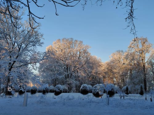 Les ifs recouverts de neige