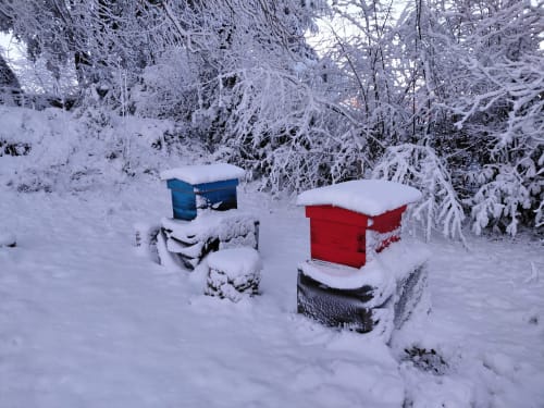 Les ruches sous la neige