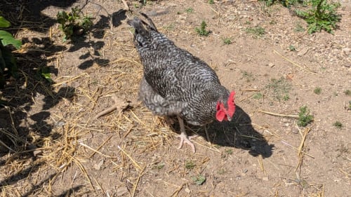 Une poule qui s'est avérée être un coq !