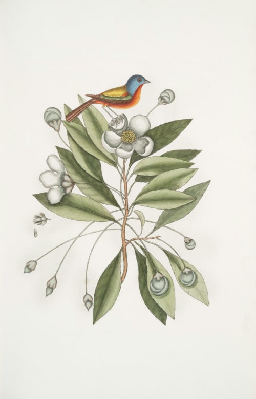 Colorful bird perched on flowering plant with white blooms, botanical illustration style for Le Prieuré Du Preux