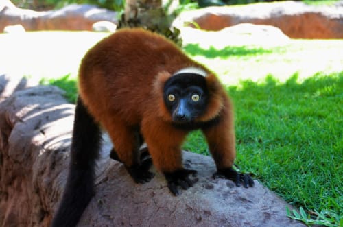 Lémur de collar rojo en tronco junto a pasto verde en área de fauna silvestre cerca de Ab Be Apartments Málaga