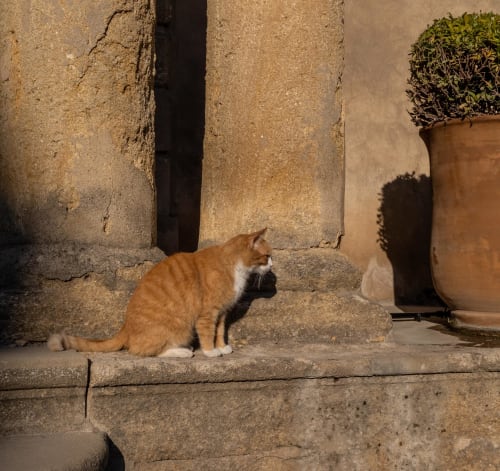 Orange and white cat sitting on stone steps at Le Prieuré Notre-Dame in Montfrin, France